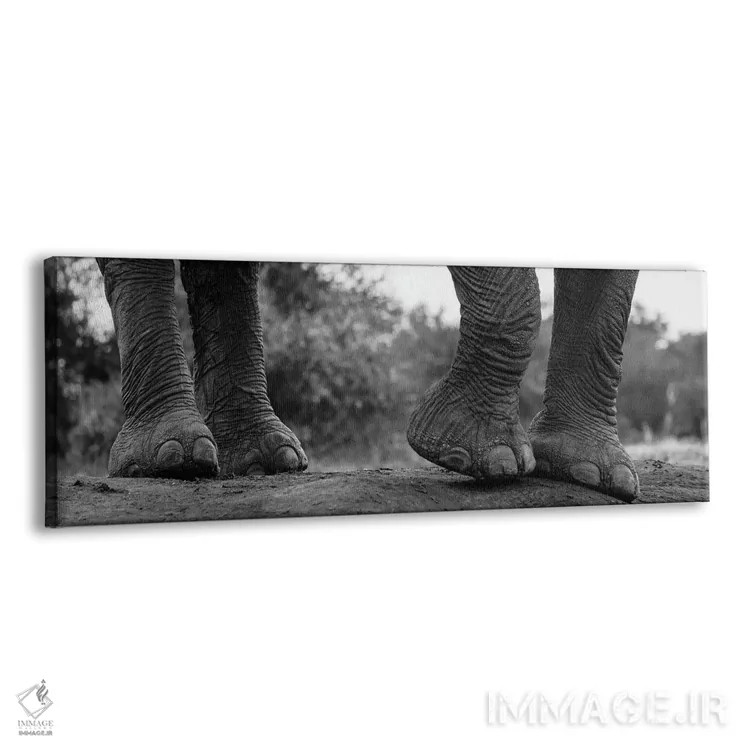 تابلو دکوراتیو Loxodonta Africana. Mashatu Game Reserve, Botswana.,نمای… اثر سرجیو پیتامیتز - نمای پرسپکتیو محصول