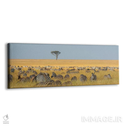 تابلو دکوراتیو Equus Quagga, Grazing In The Grass At Masai Mara Nationa… اثر سرجیو پیتامیتز - نمای پرسپکتیو محصول