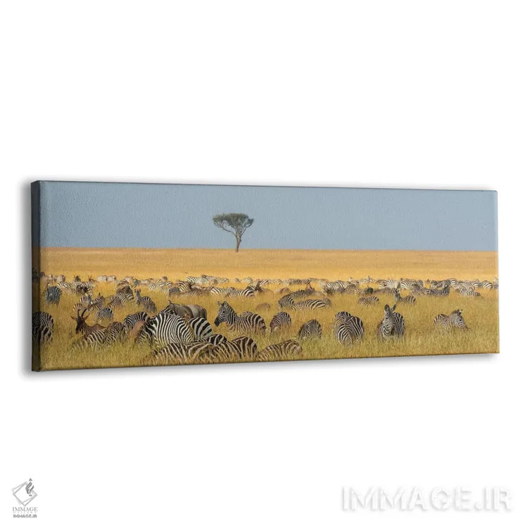 تابلو دکوراتیو Equus Quagga, Grazing In The Grass At Masai Mara Nationa… اثر سرجیو پیتامیتز - نمای پرسپکتیو محصول