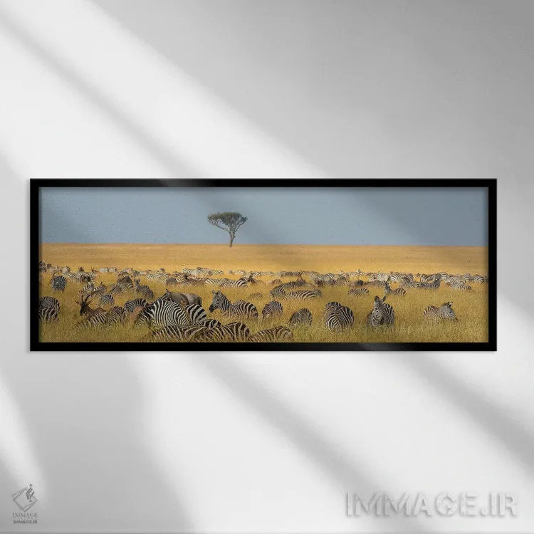 تابلو دکوراتیو Equus Quagga, Grazing In The Grass At Masai Mara Nationa… اثر سرجیو پیتامیتز - نمای قابدار مشکی