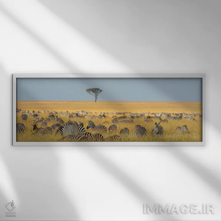 تابلو دکوراتیو Equus Quagga, Grazing In The Grass At Masai Mara Nationa… اثر سرجیو پیتامیتز - نمای قابدار سفید