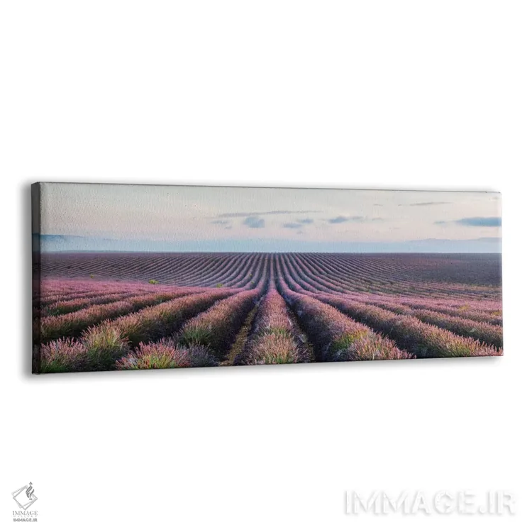 تابلو دکوراتیو Provence, France,مزرعه اسطوخودوس، پروانس، فرانسه اثر ماتئو کولومبو - نمای پرسپکتیو محصول