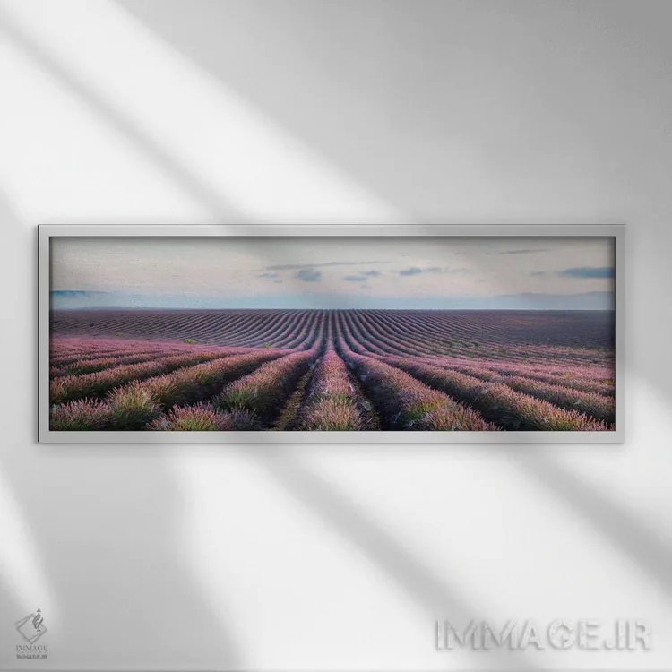 تابلو دکوراتیو Provence, France,مزرعه اسطوخودوس، پروانس، فرانسه اثر ماتئو کولومبو - نمای قابدار سفید