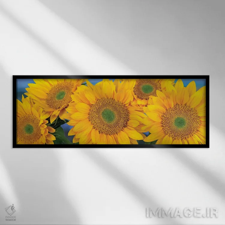 تابلو دکوراتیو North America I,دسته گل آفتابگردان معمولی با سر بذرهای متق… اثر تیم فیتزهریس - نمای قابدار مشکی