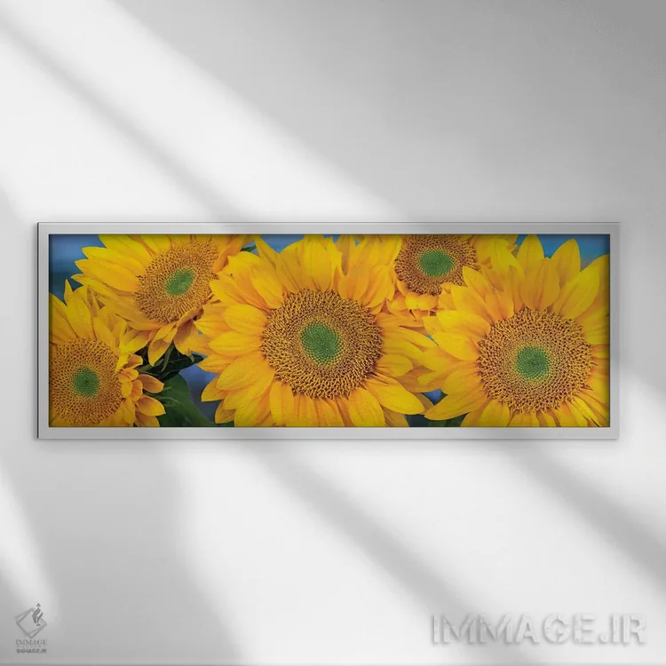 تابلو دکوراتیو North America I,دسته گل آفتابگردان معمولی با سر بذرهای متق… اثر تیم فیتزهریس - نمای قابدار سفید