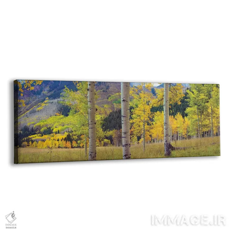 تابلو دکوراتیو Colorado,باغ صفاف لرزان در پاییز، کلرادو اثر تیم فیتزهریس - نمای پرسپکتیو محصول