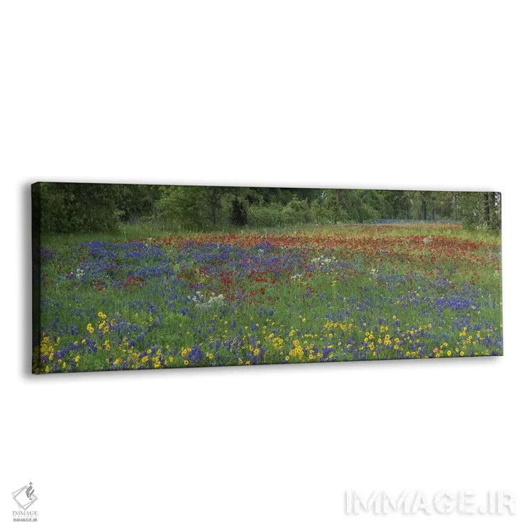 تابلو دکوراتیو Drummond's Phlox And Tickseed, Fort Parker State Park, Tex… اثر تیم فیتزهریس - نمای پرسپکتیو محصول