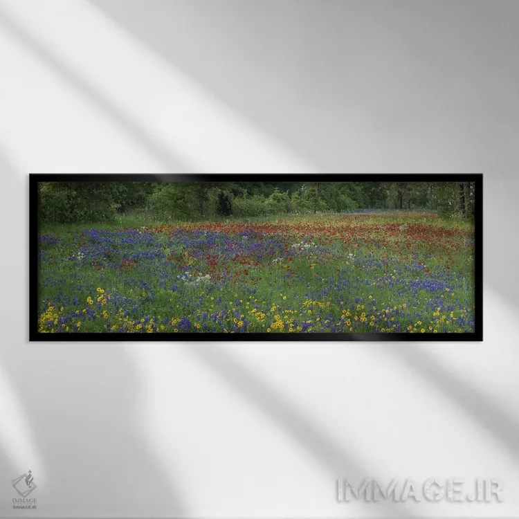 تابلو دکوراتیو Drummond's Phlox And Tickseed, Fort Parker State Park, Tex… اثر تیم فیتزهریس - نمای قابدار مشکی