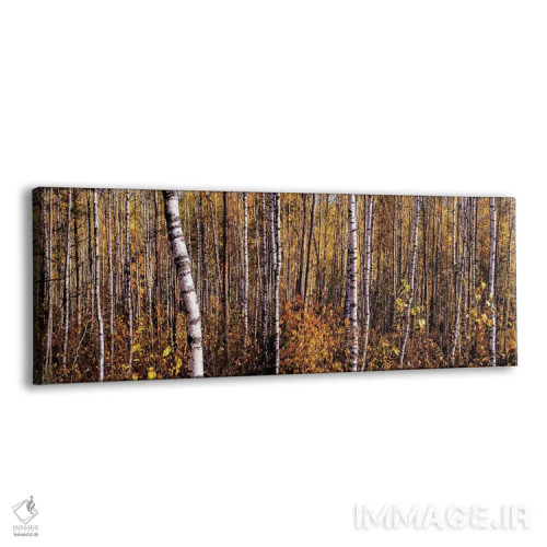 تابلو دکوراتیو پانورامای جنگل توس در پاییز اثر والری ریباکوف - نمای پرسپکتیو محصول
