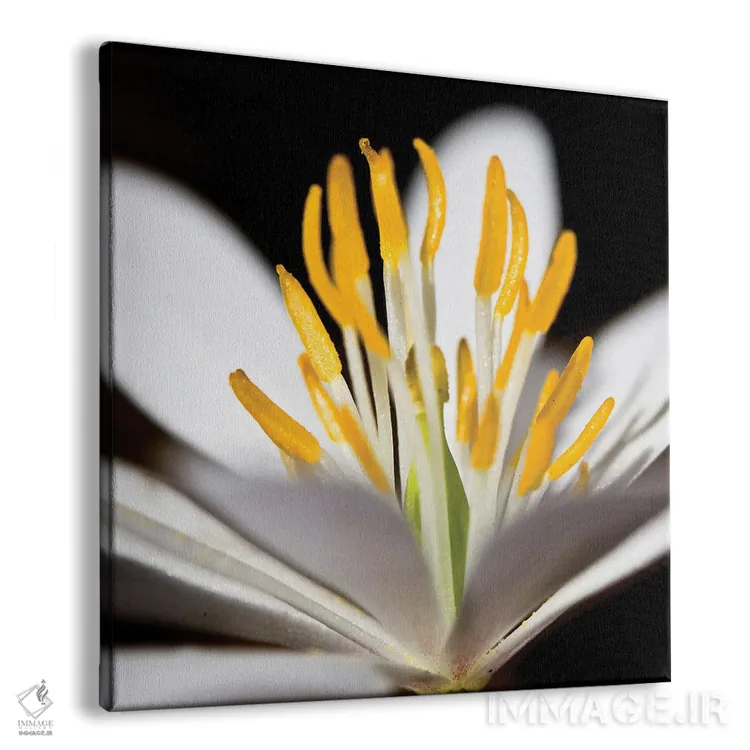 تابلو دکوراتیو پوکن سفید ۱ اثر کتی منسفیلد - نمای پرسپکتیو محصول