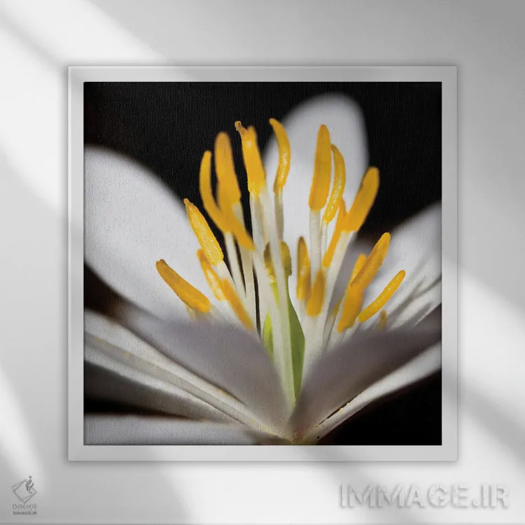 تابلو دکوراتیو پوکن سفید ۱ اثر کتی منسفیلد - نمای قابدار سفید