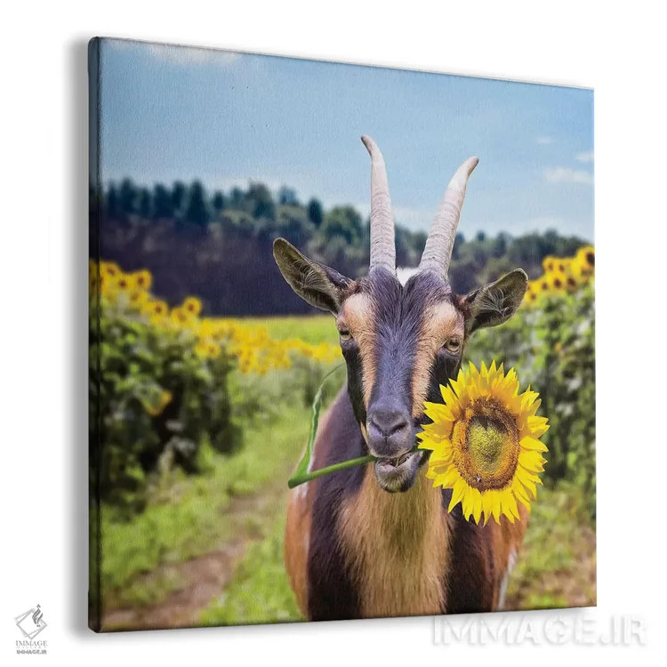 تابلو دکوراتیو بز در میان گل های آفتابگردان اثر کارن بورک - نمای پرسپکتیو محصول