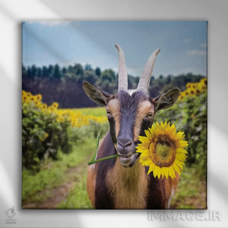 تابلو دکوراتیو بز در میان گل های آفتابگردان اثر کارن بورک - نمای روبهرو روی دیوار