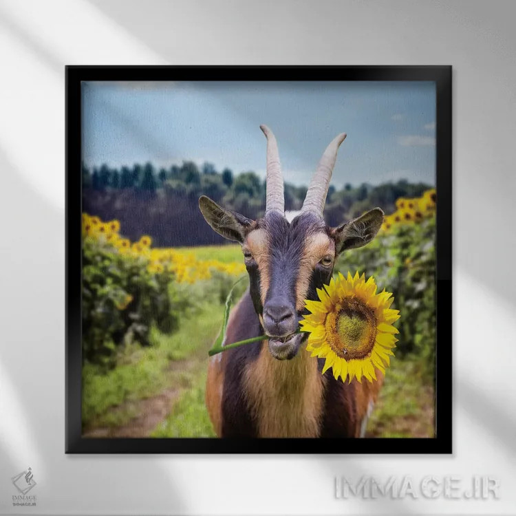 تابلو دکوراتیو بز در میان گل های آفتابگردان اثر کارن بورک - نمای قابدار مشکی