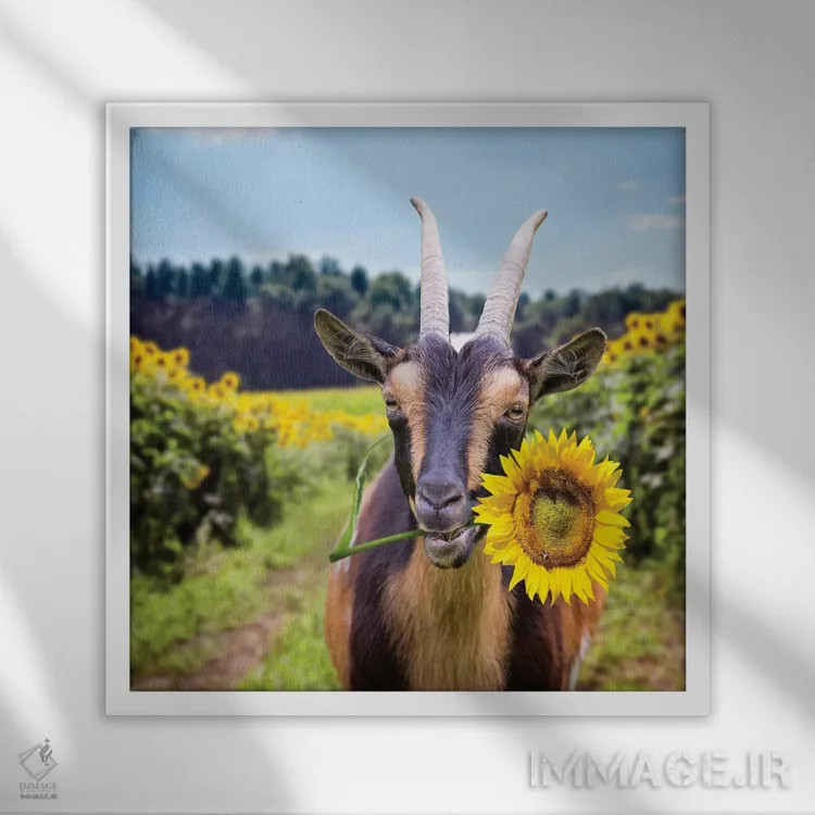 تابلو دکوراتیو بز در میان گل های آفتابگردان اثر کارن بورک - نمای قابدار سفید