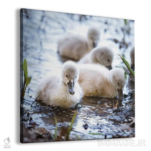 تابلو دکوراتیو قوهای کوچک اثر کارن بورک - نمای پرسپکتیو محصول