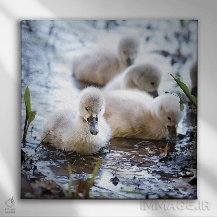 تابلو دکوراتیو قوهای کوچک اثر کارن بورک - نمای روبهرو روی دیوار