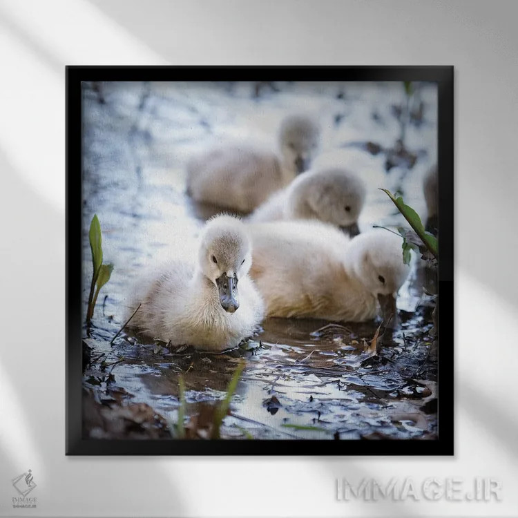 تابلو دکوراتیو قوهای کوچک اثر کارن بورک - نمای قابدار مشکی