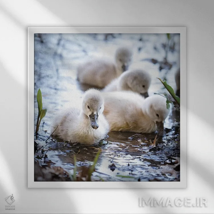 تابلو دکوراتیو قوهای کوچک اثر کارن بورک - نمای قابدار سفید