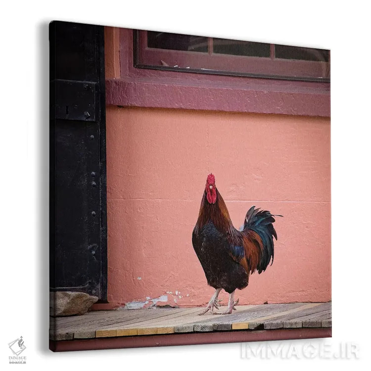 تابلو دکوراتیو پرتره خروس اثر کارن بورک - نمای پرسپکتیو محصول