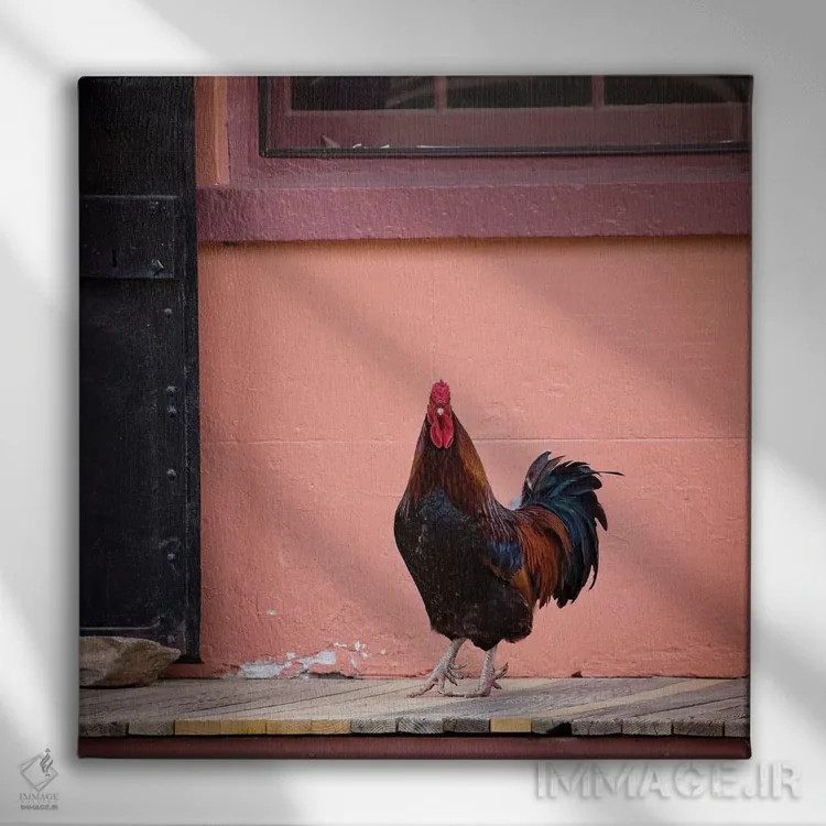 تابلو دکوراتیو پرتره خروس اثر کارن بورک - نمای روبهرو روی دیوار