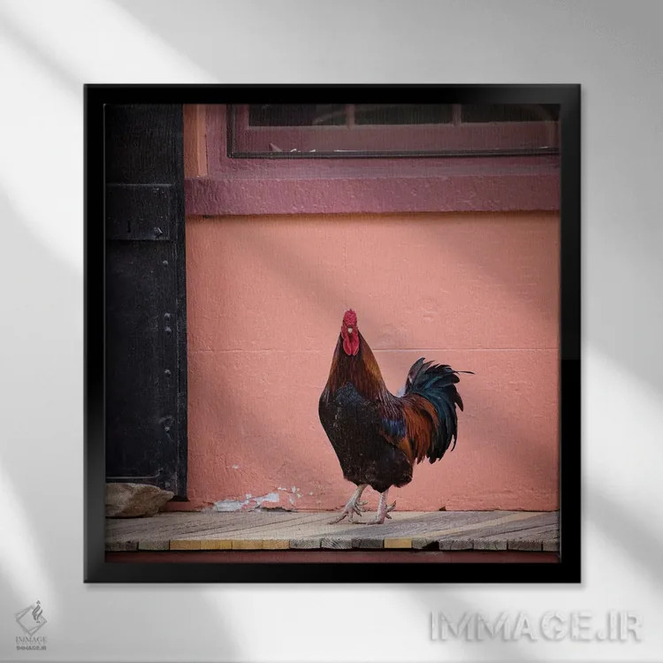 تابلو دکوراتیو پرتره خروس اثر کارن بورک - نمای قابدار مشکی