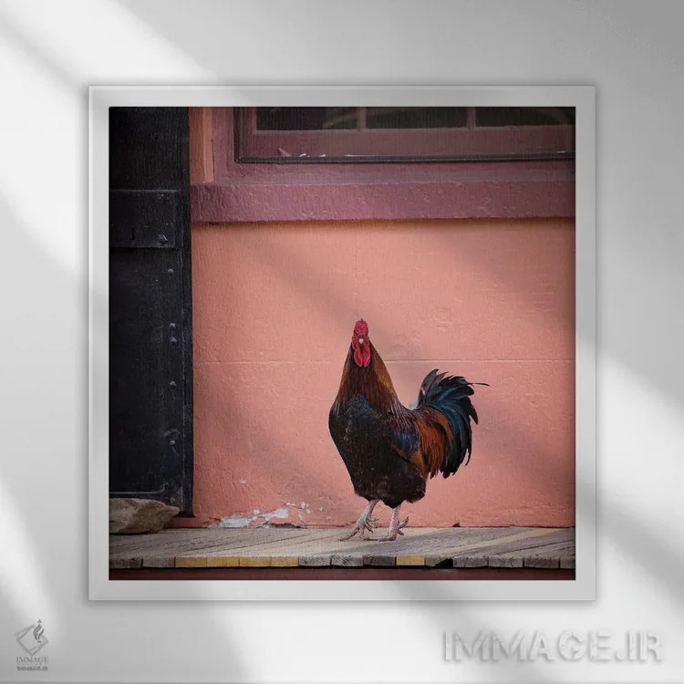 تابلو دکوراتیو پرتره خروس اثر کارن بورک - نمای قابدار سفید