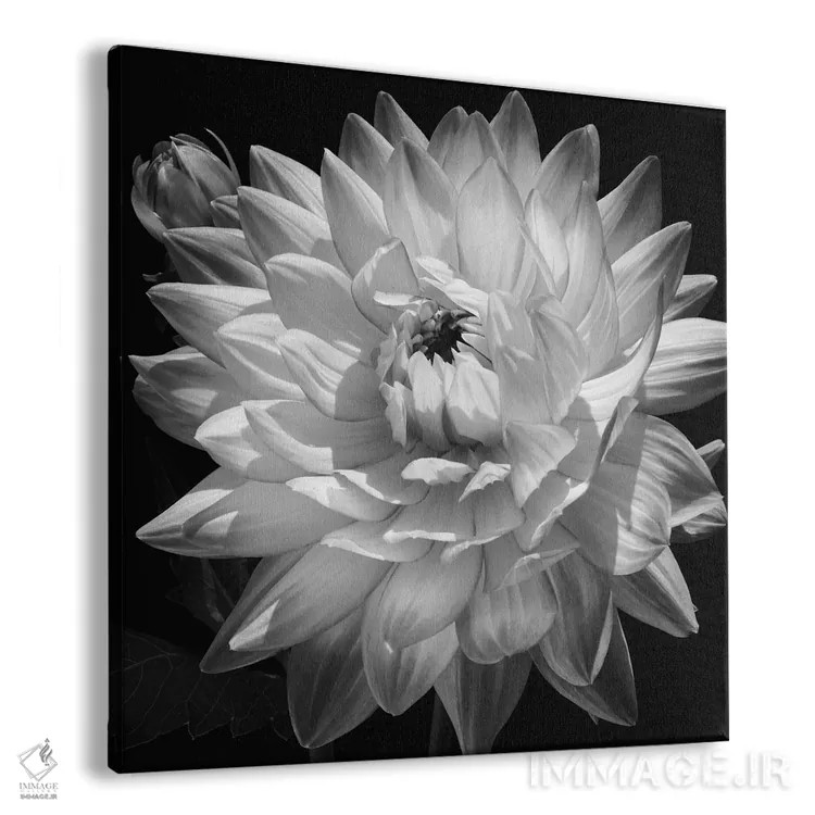 تابلو دکوراتیو دالیا سفید II اثر کارولین کلی - نمای پرسپکتیو محصول