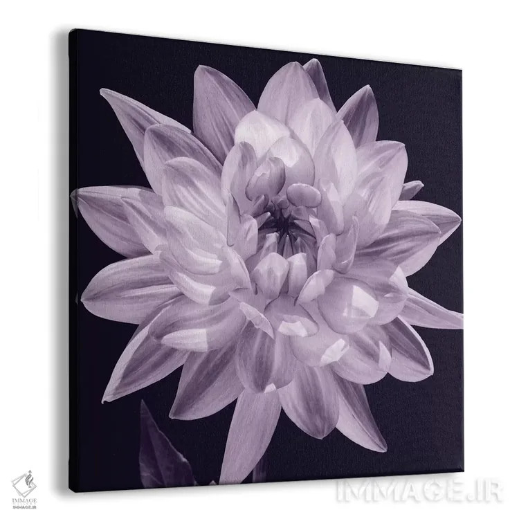 تابلو دکوراتیو دالیا سفید I اثر کارولین کلی - نمای پرسپکتیو محصول