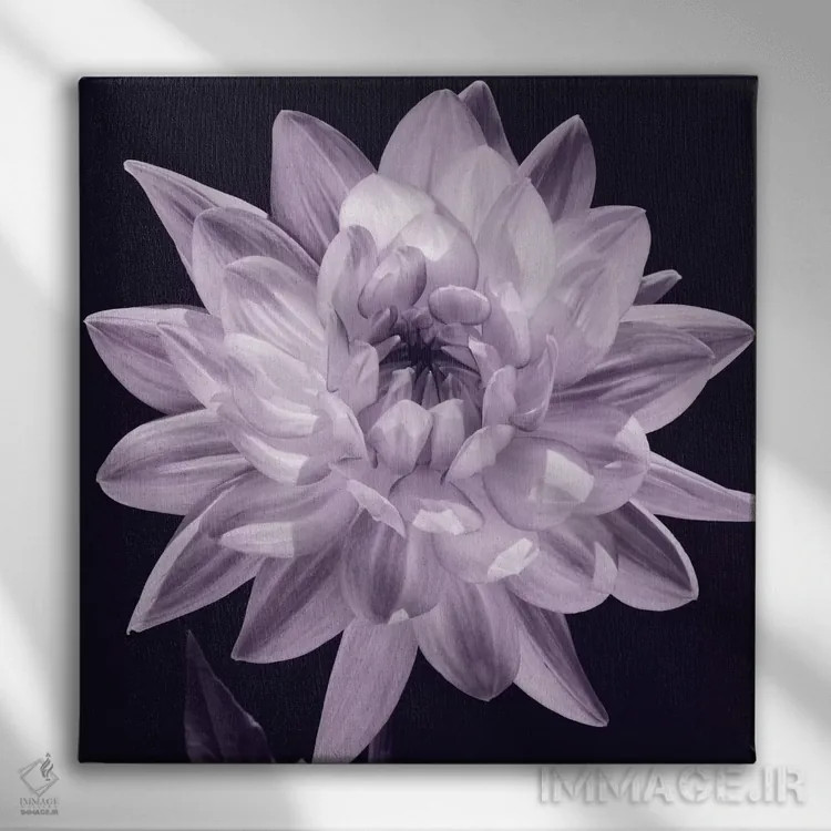 تابلو دکوراتیو دالیا سفید I اثر کارولین کلی - نمای روبهرو روی دیوار