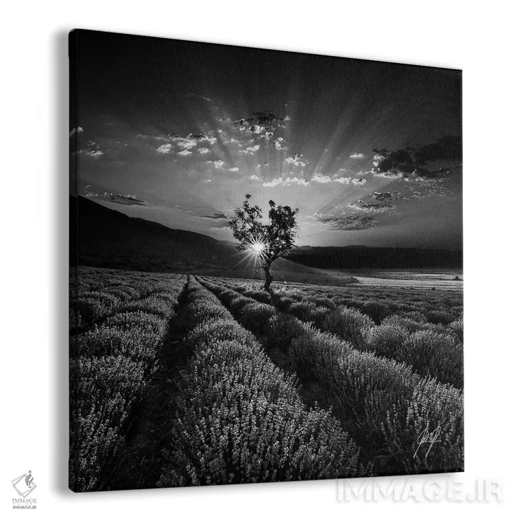 تابلو دکوراتیو اسطوخودوس معطر اثر کاترین فدرر - نمای پرسپکتیو محصول