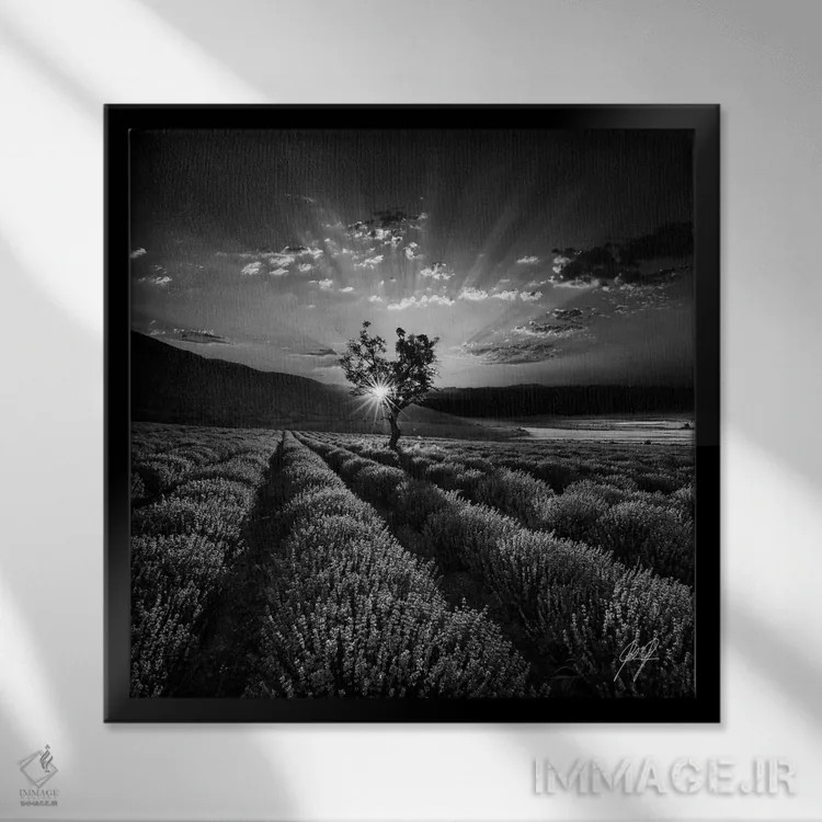 تابلو دکوراتیو اسطوخودوس معطر اثر کاترین فدرر - نمای قابدار مشکی