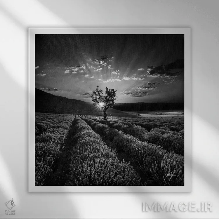تابلو دکوراتیو اسطوخودوس معطر اثر کاترین فدرر - نمای قابدار سفید