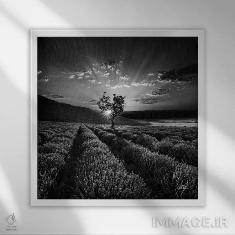 تابلو دکوراتیو اسطوخودوس معطر اثر کاترین فدرر - نمای قابدار سفید