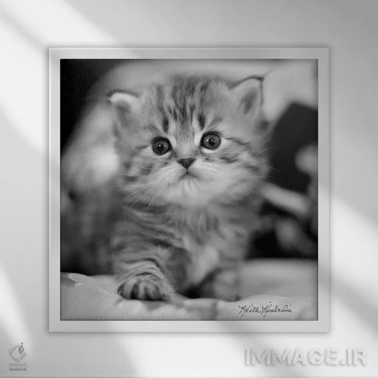 تابلو دکوراتیو مال من اثر کیت کیمبرلین - نمای قابدار سفید