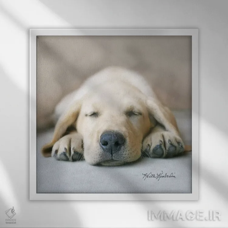 تابلو دکوراتیو در رویای غذای خشک اثر کیت کیمبرلین - نمای قابدار سفید