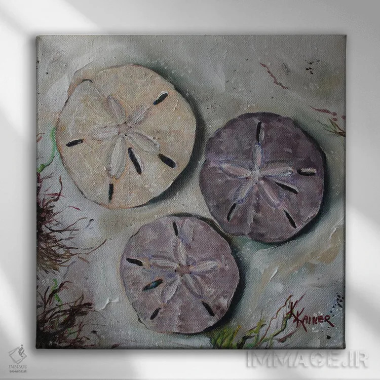 تابلو دکوراتیو صدف های دلار شنی اثر کریستین کاینر - نمای روبهرو روی دیوار