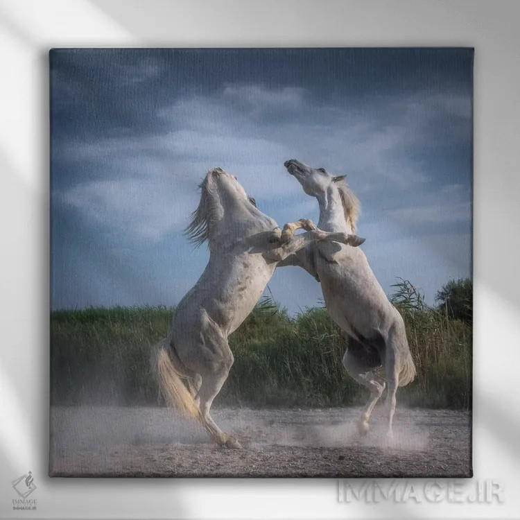 تابلو دکوراتیو فرشتگان سفید کامارگ XX اثر دنیل کردان - نمای روبهرو روی دیوار