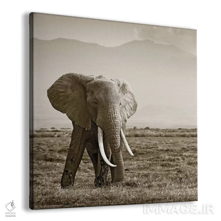 تابلو دکوراتیو فیل با عاج های بزرگ اثر کلاوس تیدگه - نمای پرسپکتیو محصول