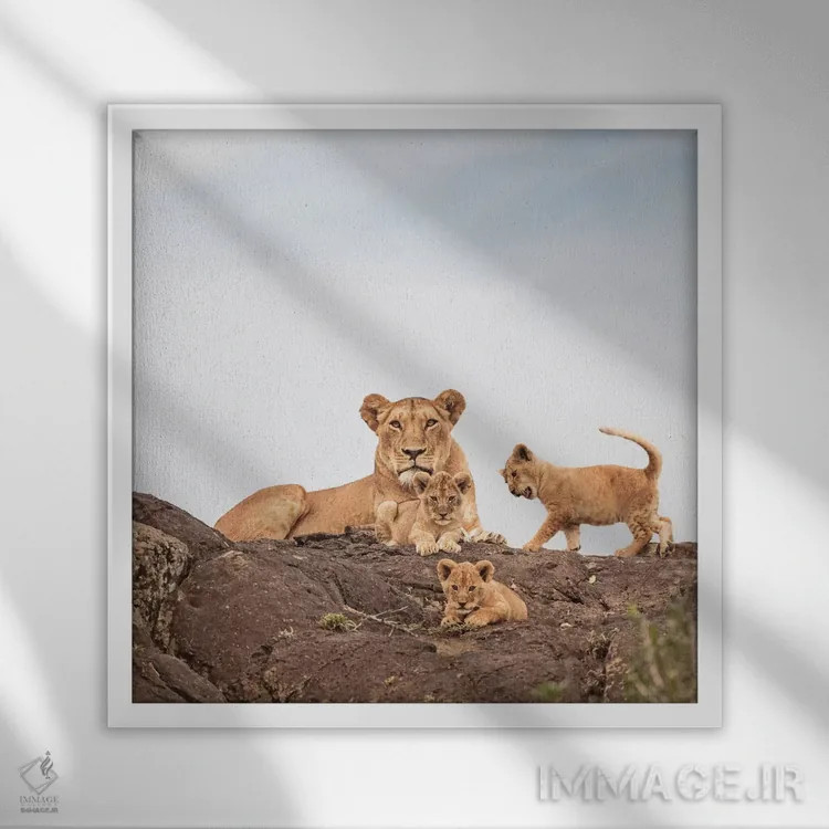 تابلو دکوراتیو شیر ماده رنگی و توله ها اثر کلاوس تیدگه - نمای قابدار سفید