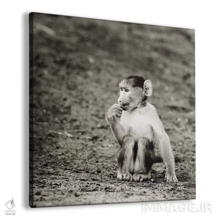 تابلو دکوراتیو میمون بازیگوش سیاه و سفید اثر کلاوس تیدگه - نمای پرسپکتیو محصول