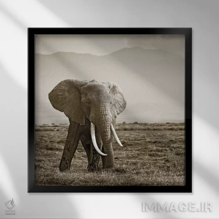تابلو دکوراتیو فیل با عاج های بزرگ اثر کلاوس تیدگه - نمای قابدار مشکی
