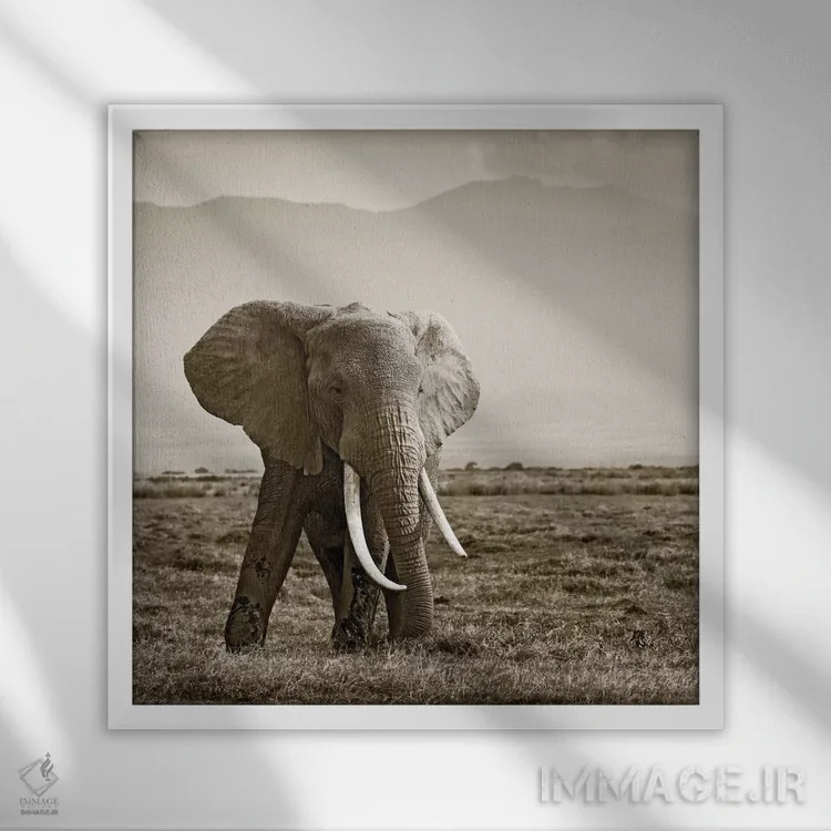 تابلو دکوراتیو فیل با عاج های بزرگ اثر کلاوس تیدگه - نمای قابدار سفید