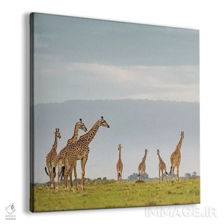 تابلو دکوراتیو گله زرافه های رنگی I اثر کلاوس تیدگه - نمای پرسپکتیو محصول