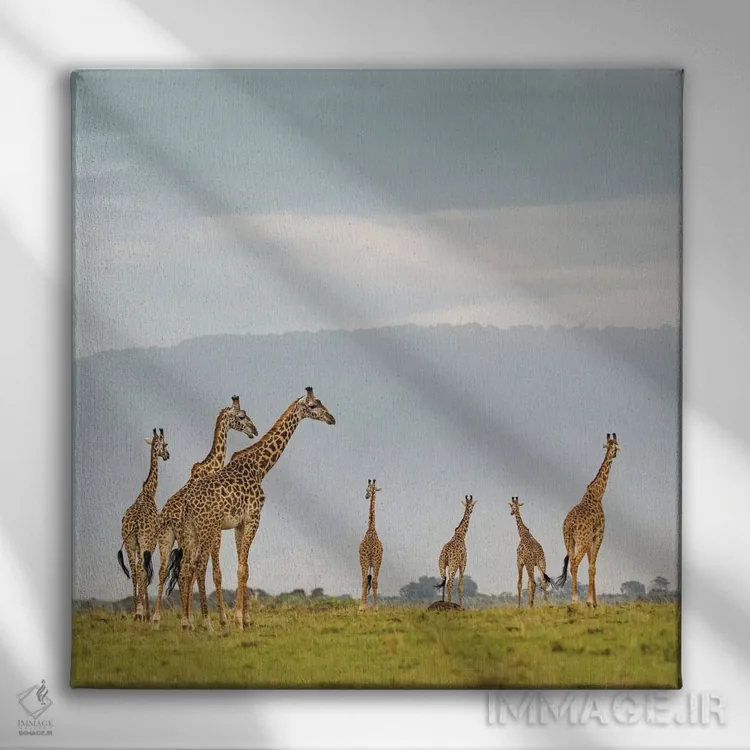تابلو دکوراتیو گله زرافه های رنگی I اثر کلاوس تیدگه - نمای روبهرو روی دیوار