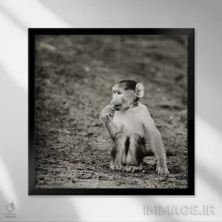 تابلو دکوراتیو میمون بازیگوش سیاه و سفید اثر کلاوس تیدگه - نمای قابدار مشکی