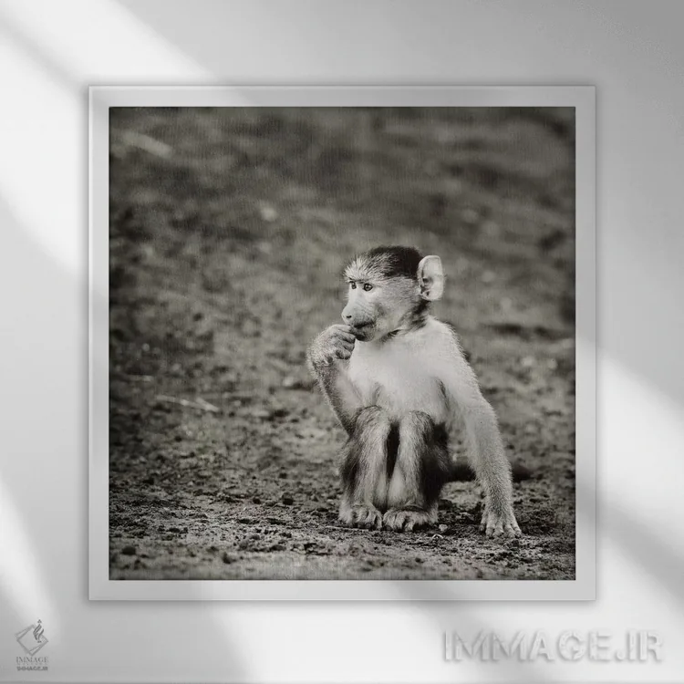 تابلو دکوراتیو میمون بازیگوش سیاه و سفید اثر کلاوس تیدگه - نمای قابدار سفید