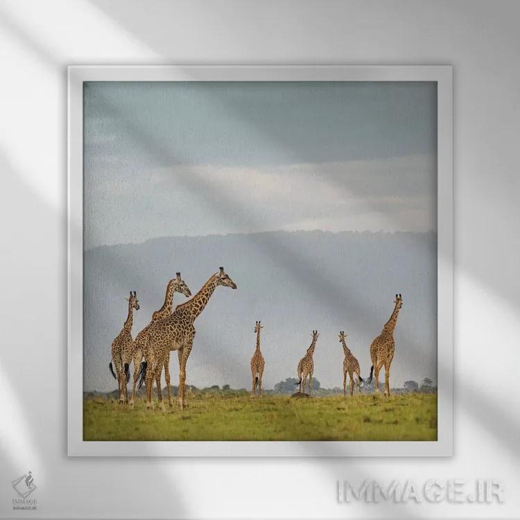 تابلو دکوراتیو گله زرافه های رنگی I اثر کلاوس تیدگه - نمای قابدار سفید
