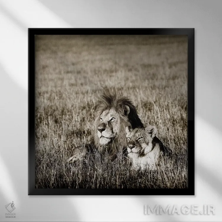 تابلو دکوراتیو شیر راضی اثر کلاوس تیدگه - نمای قابدار مشکی