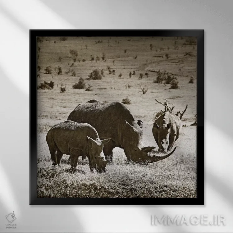 تابلو دکوراتیو کرگدن های در حال چرا اثر کلاوس تیدگه - نمای قابدار مشکی